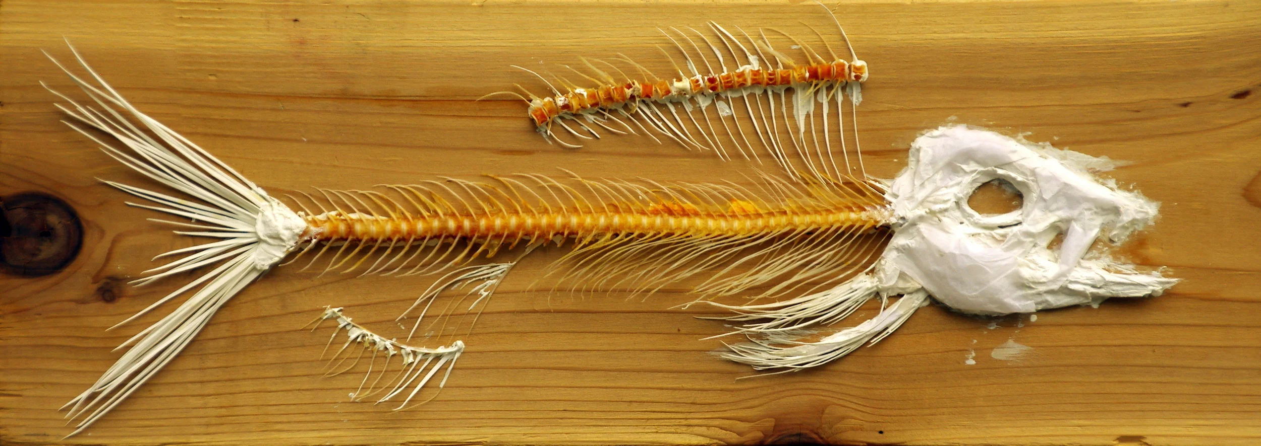 Untitled. Mixed media and fish bones on wood. 5.5"x25". 2014.