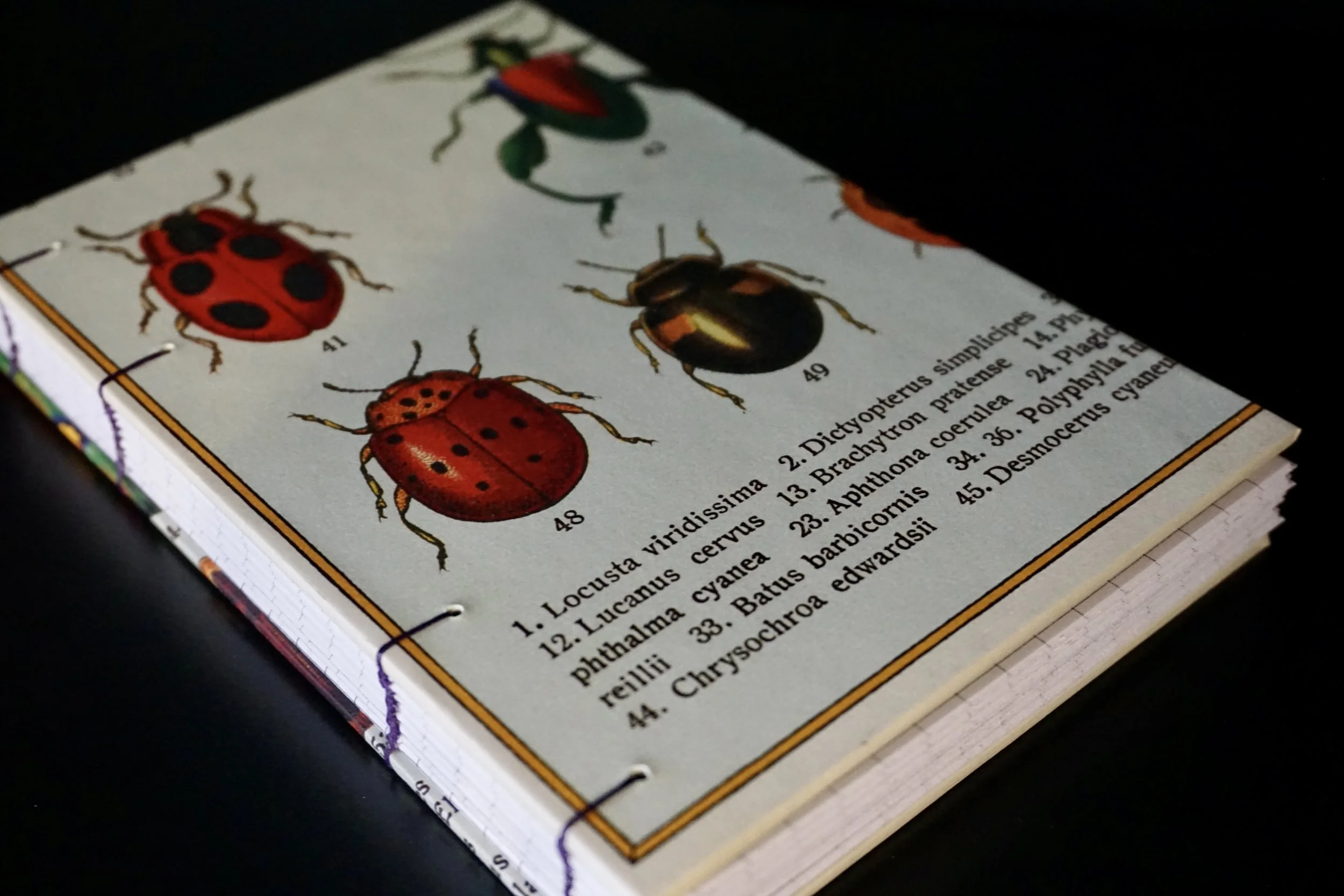 Small Gridded and Lined Notebook with Insect Covers