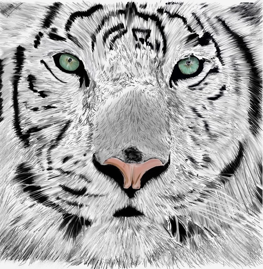 White Tiger