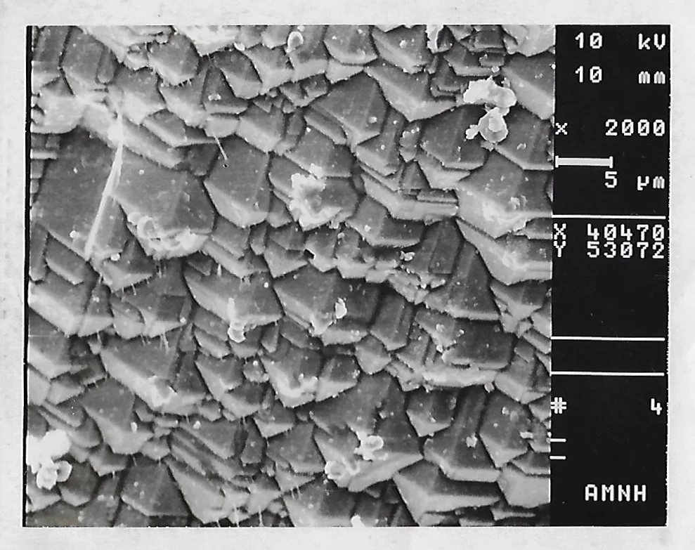 electronMicroscopeScan_crop.jpg