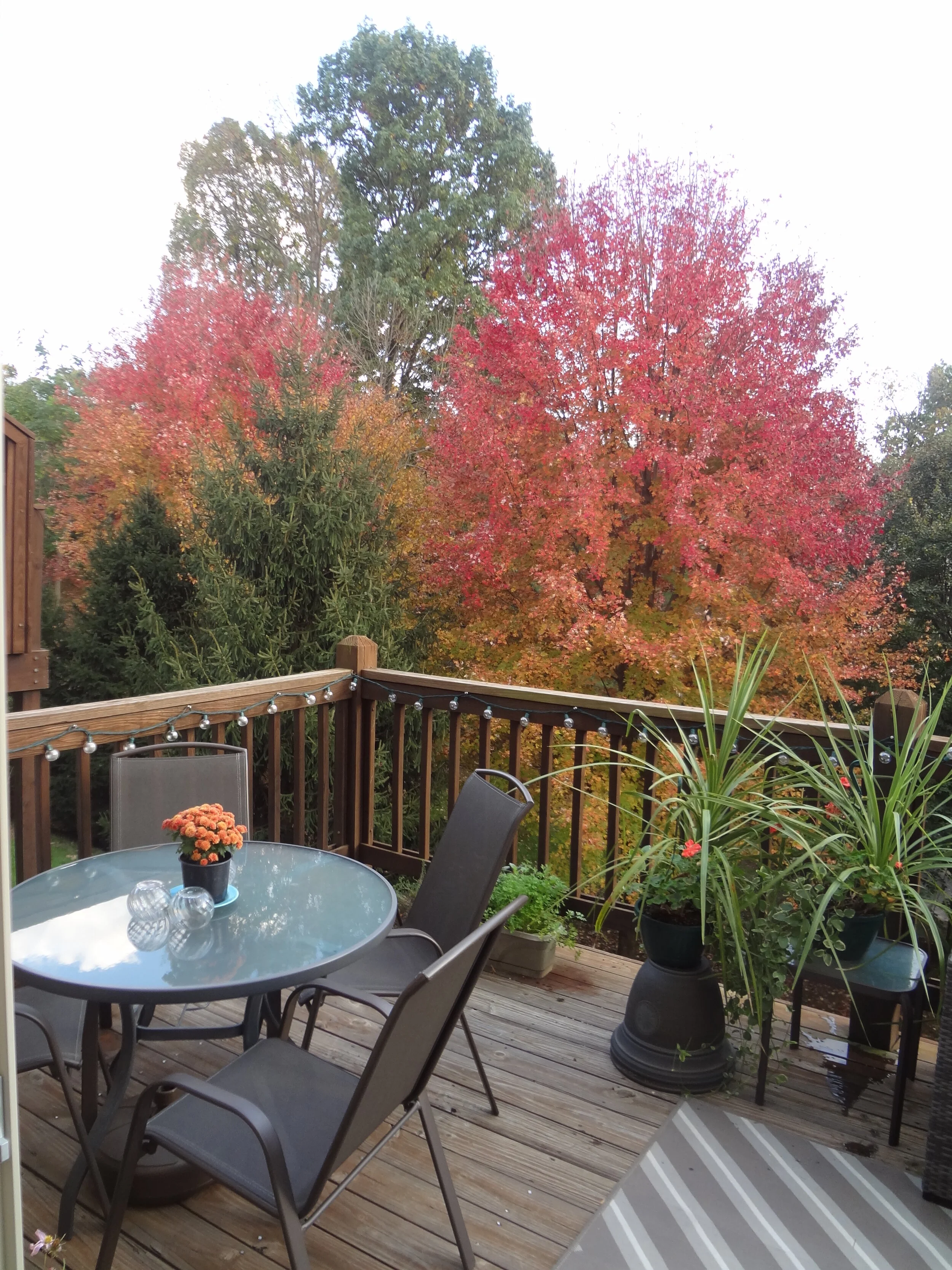 CopB deck autumn2.JPG