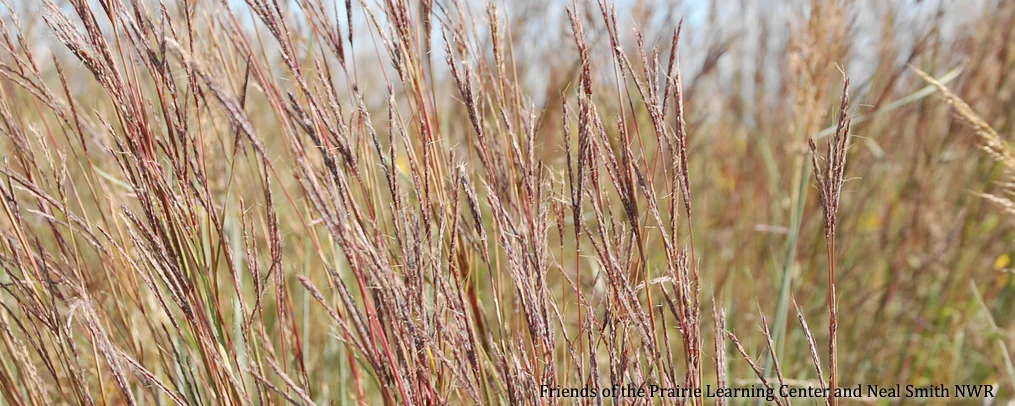 desat bluestem.jpg