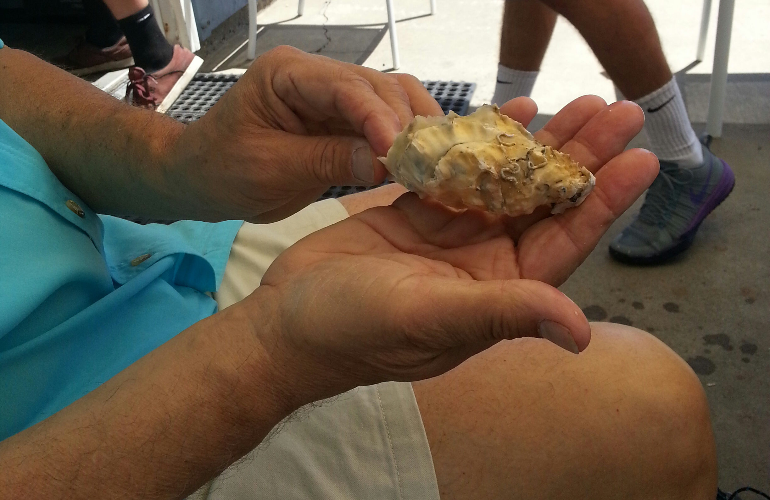 Farm raised oyster at the Carlsbad Aquafarm