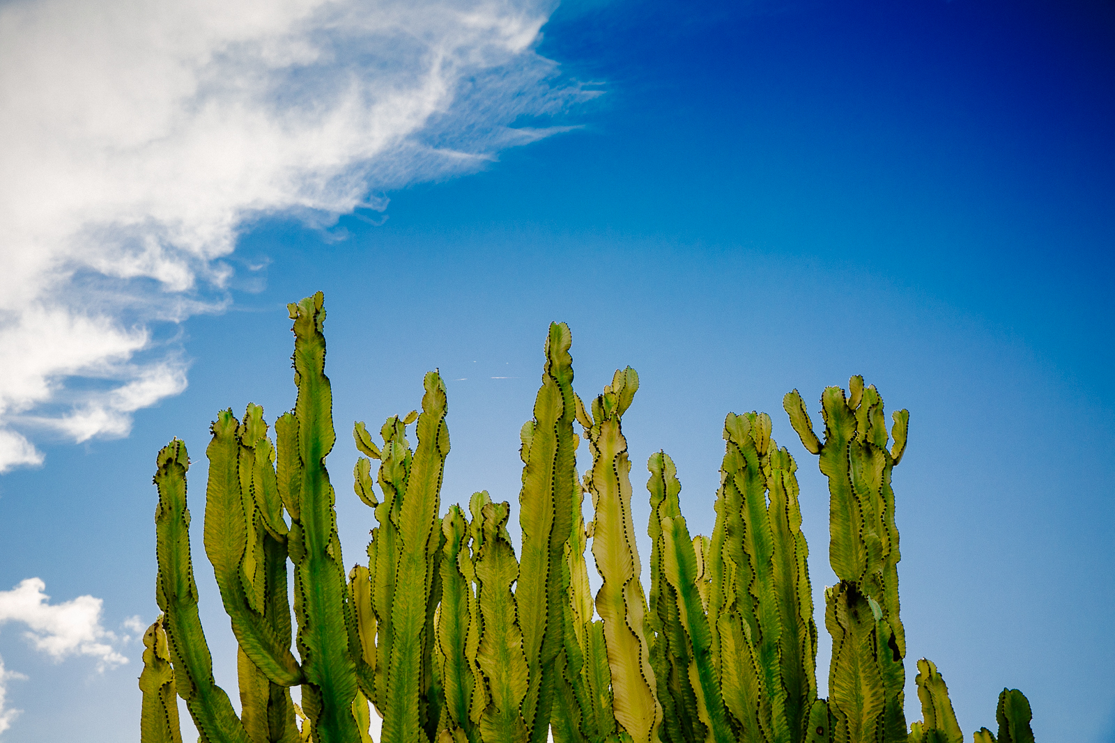 SAMANTHA_&_LUCAS_LEO_CARRILLO_LEAF_WEDDING_PHOTOGRAPHY_20147X9A8774.JPG