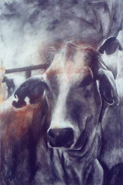    Grey Heifer.&nbsp;  Charcoal on rag-paper.&nbsp;58 x 38cm.&nbsp; ©&nbsp; 2004 Ida Montague.&nbsp;Corporate collection, Brisbane. 