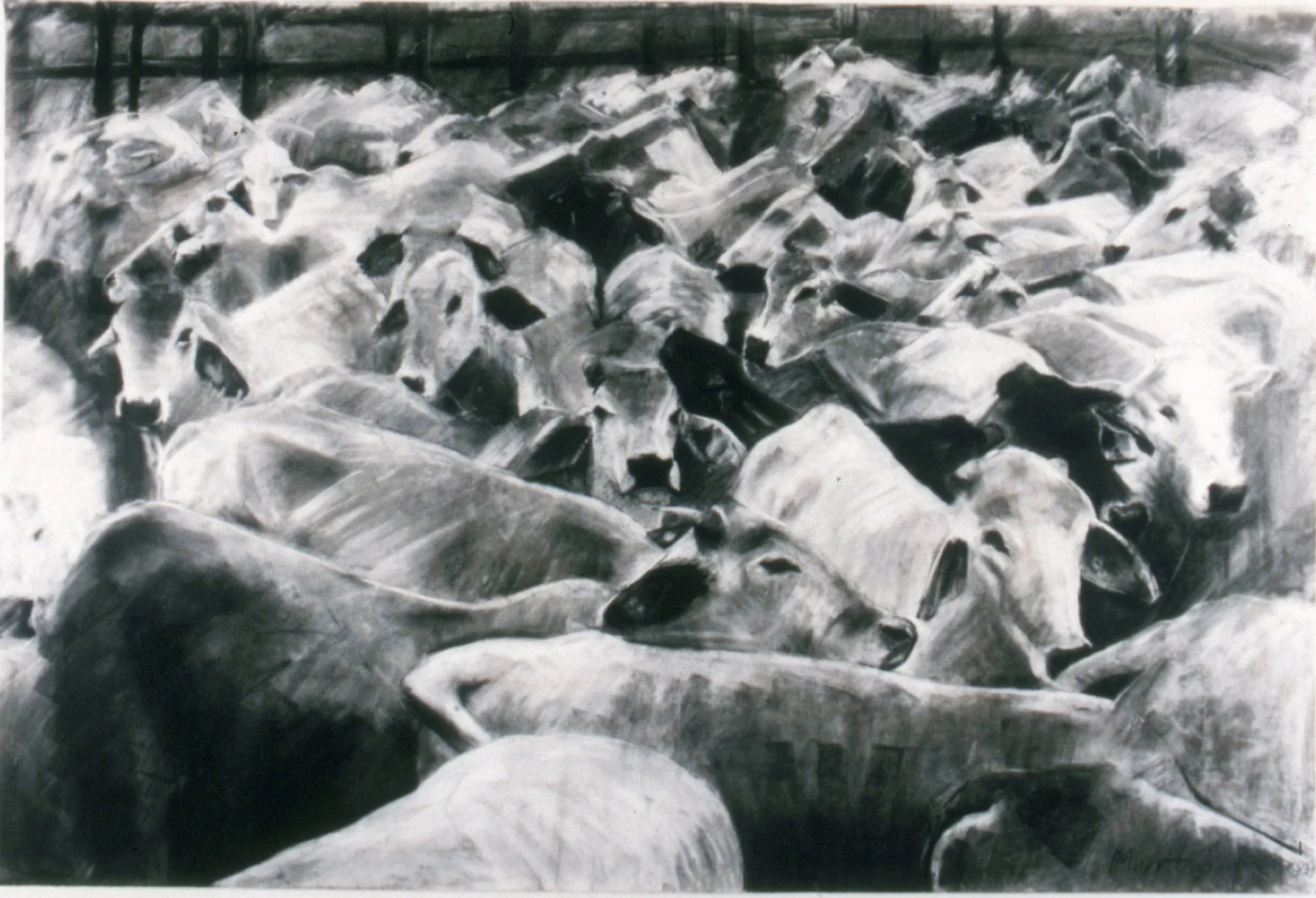Animal (2 of 3, Triptych). Charcoal on paper. 120 x 150cm. © 2000 Ida Montague. Public Collection: Townsville District Hospital