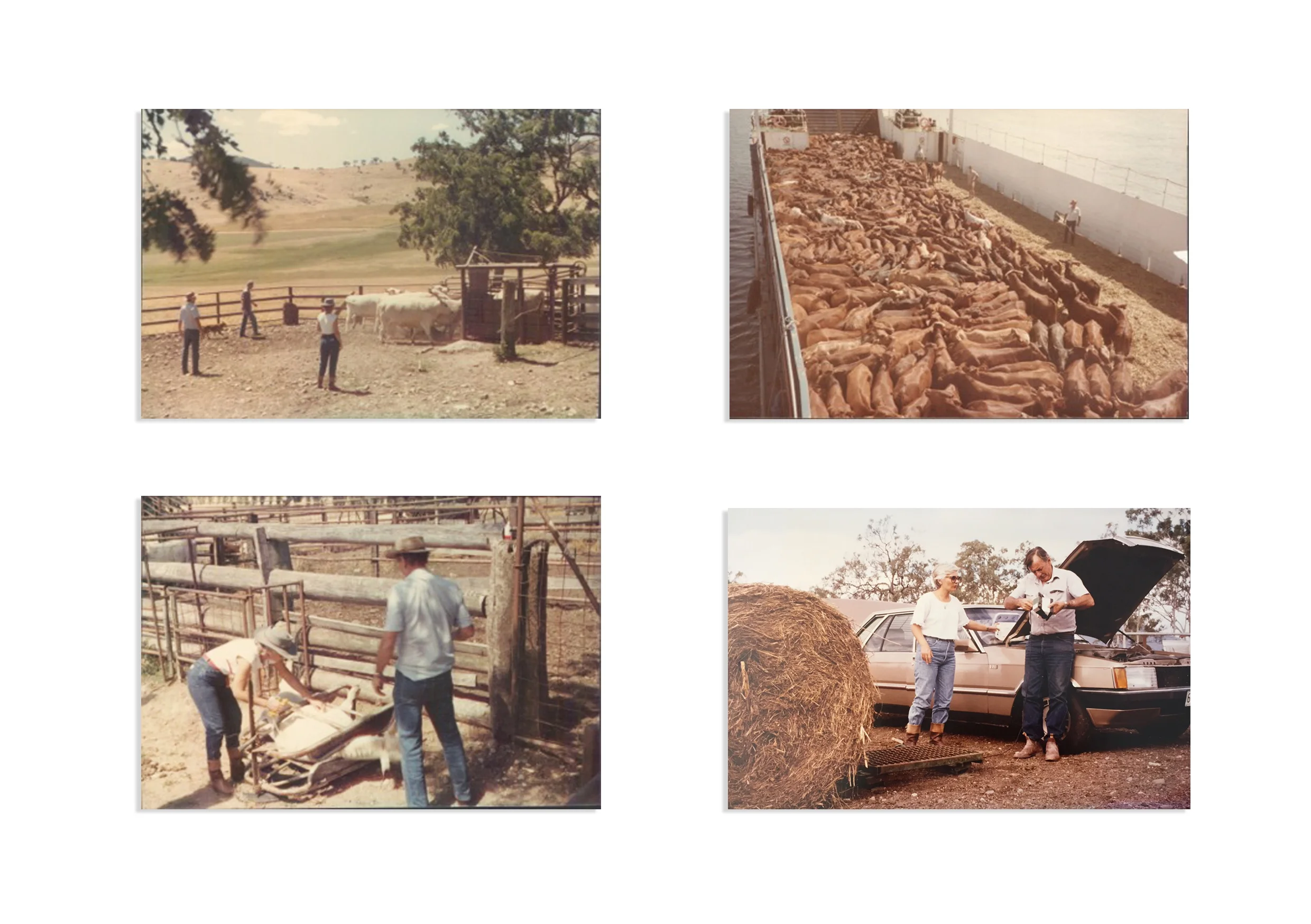 Quality Livestock Australia : Marrying a grazier, my life took an interesting turn when I became actively involved in running a livestock export company which took us from the main property in the Upper Murray (NSW), to properties and ports across the North, Kimberleys, South East Asia, South America and the Middle East.