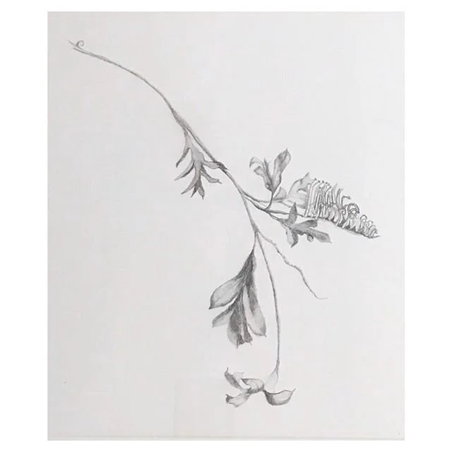 Next up for @artistsupportpledge is this Australian native flower A$200 (plus shipping)- a fine graphite drawing &lsquo;Grevillea&rsquo; mounted &amp; framed #australianart #nativetree #proteaceae #drawing #idamontague