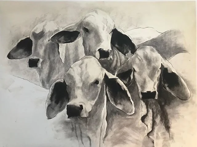 &lsquo;You, Me and Us&rsquo; - Now available- Signed limited edition of 10 - Archival paper 49x76cm ✏️ Enquire @ida.montague #artprintsforsale #charcoal #drawing #brahman #australia