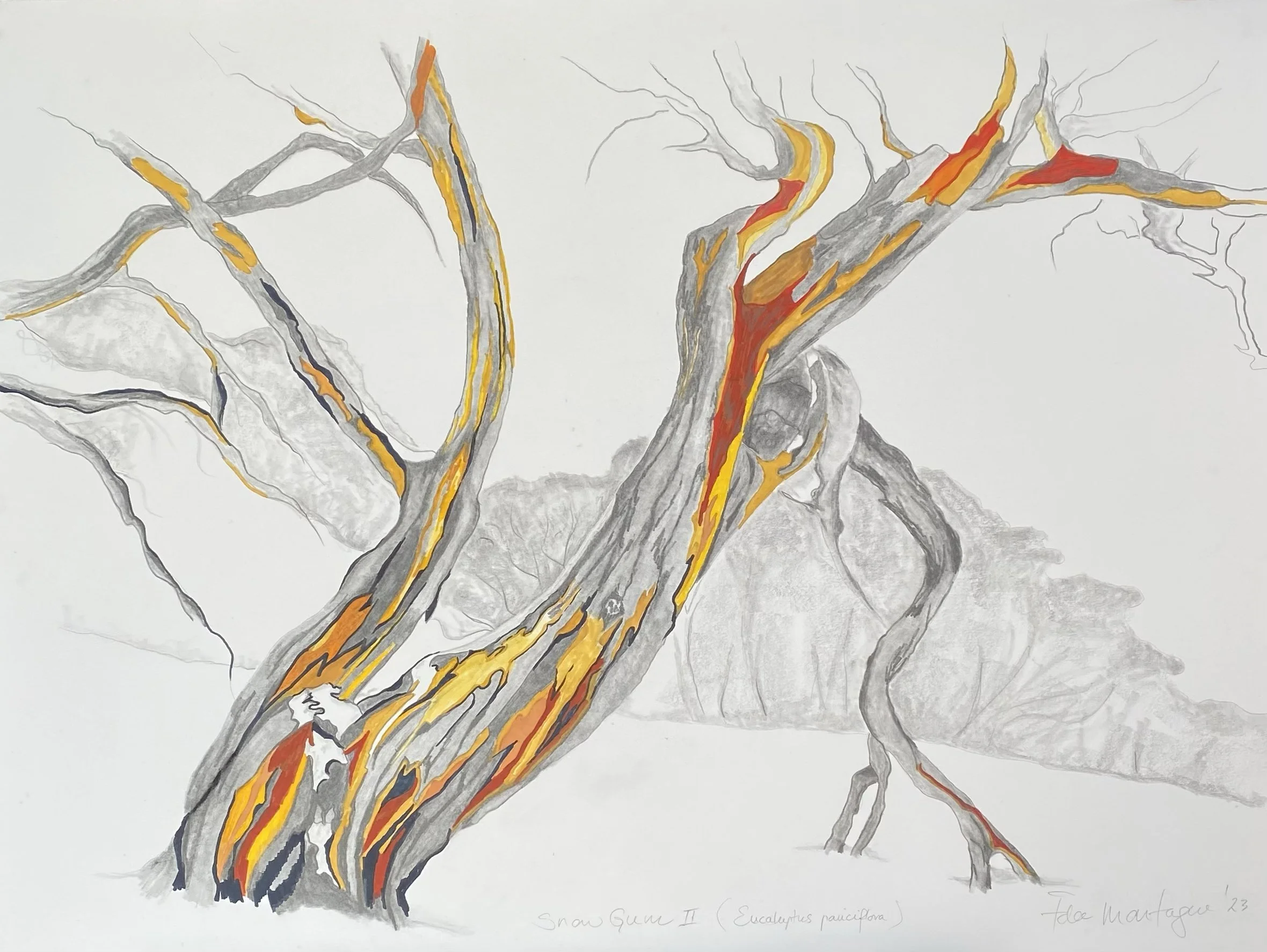 IdaMontague_SnowGum2.jpg