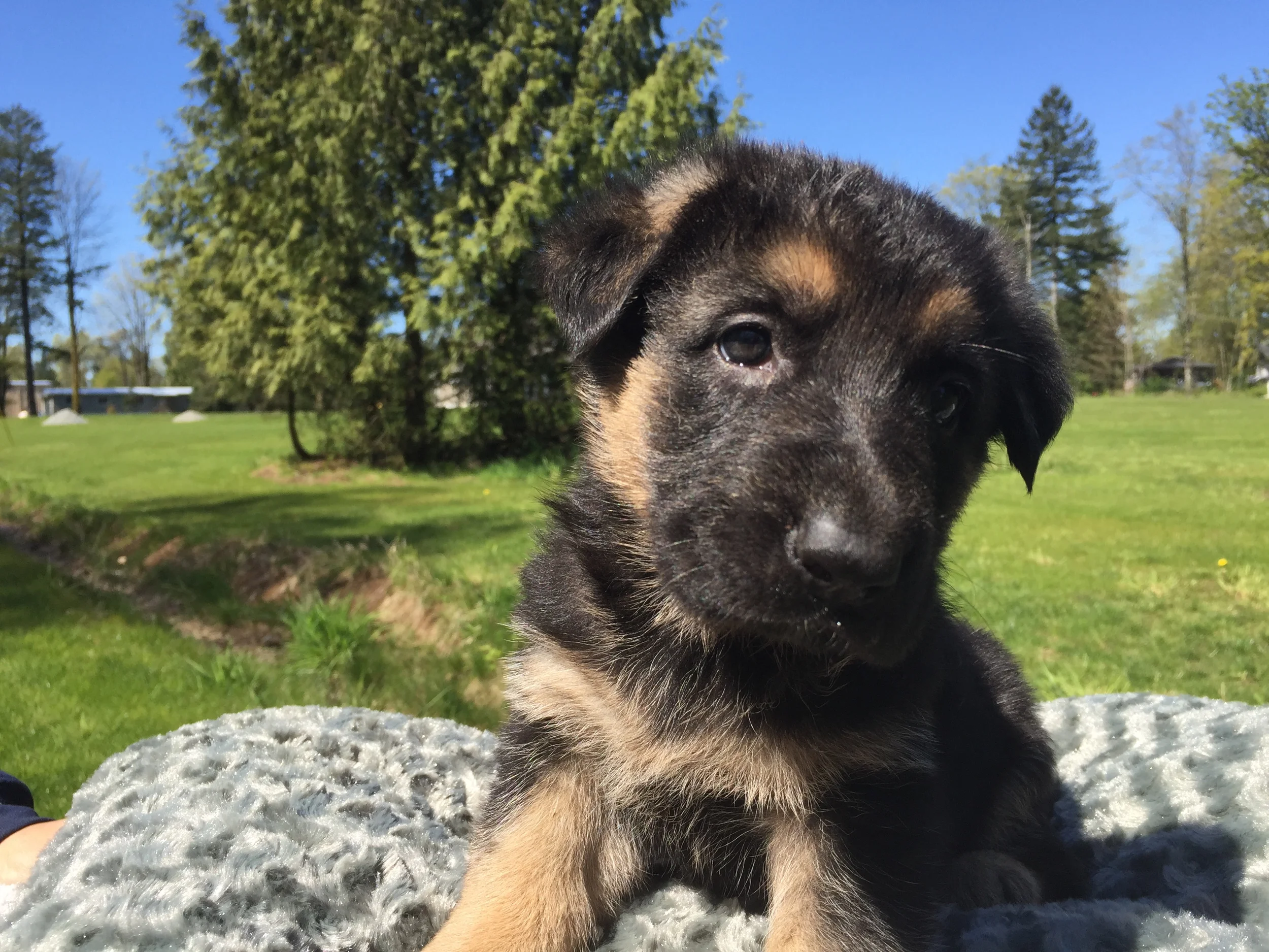 German Shepherd recognized as a hero 