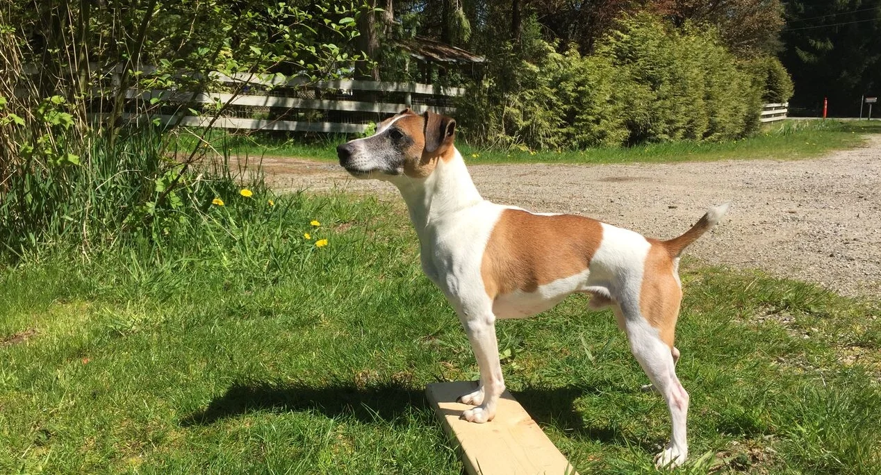 Cosmo Stars in A.R.C.H.I.E