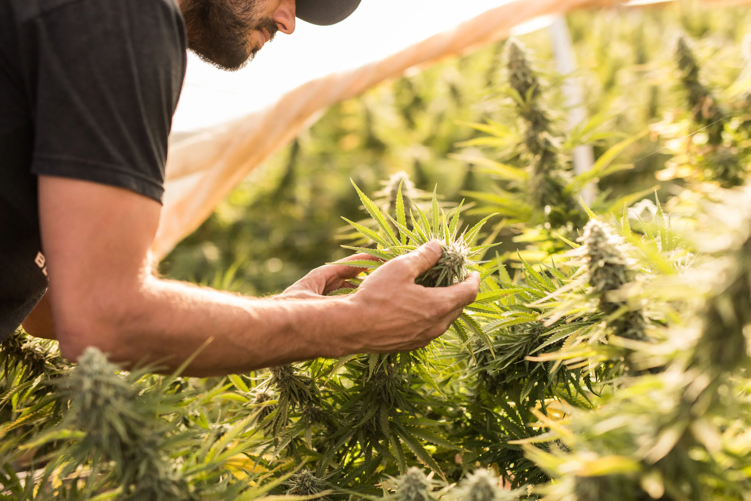 Bloom Farms (1 of 9).jpg