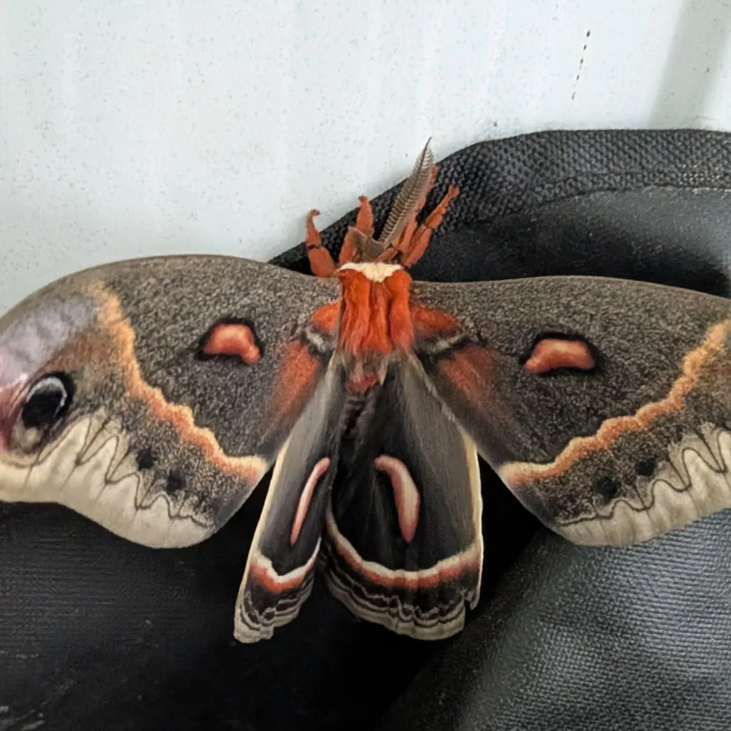 Giant silk moth #islandviewtrailerpark