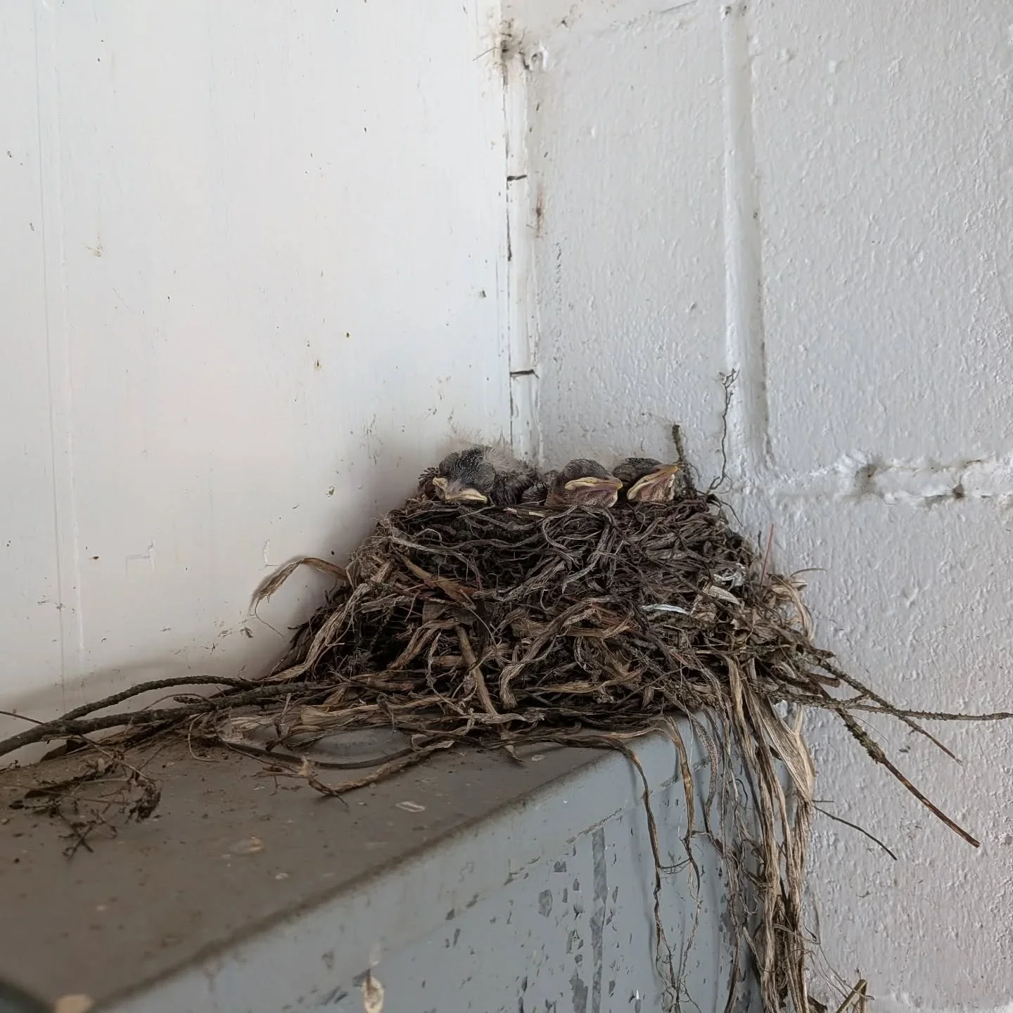 The birds have hatched. #islandviewtrailerpark