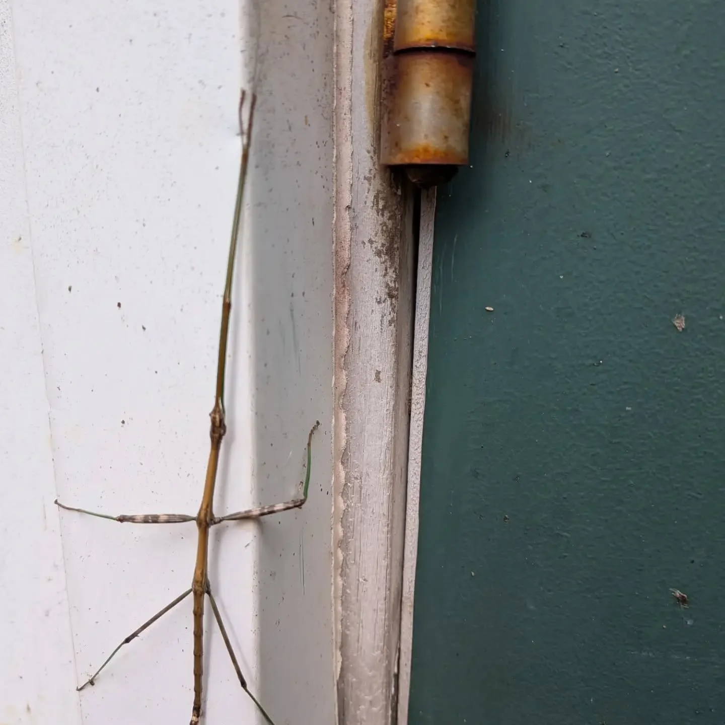 Stickbug hiding on the doorstep #islandviewtrailerpark