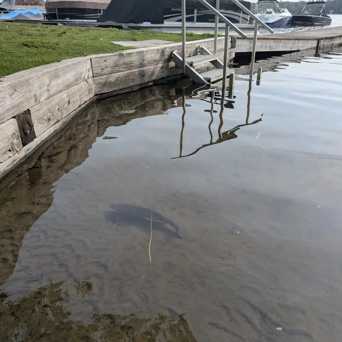 Fishies out for a swim this morning.