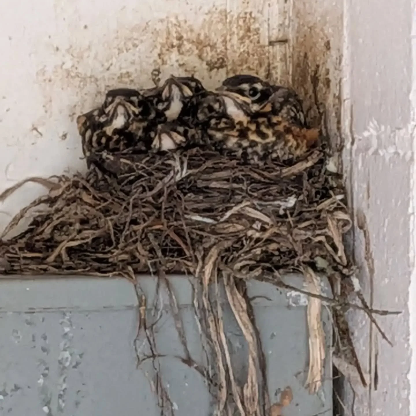 Almost ready to leave the nest. #islandviewtrailerpark