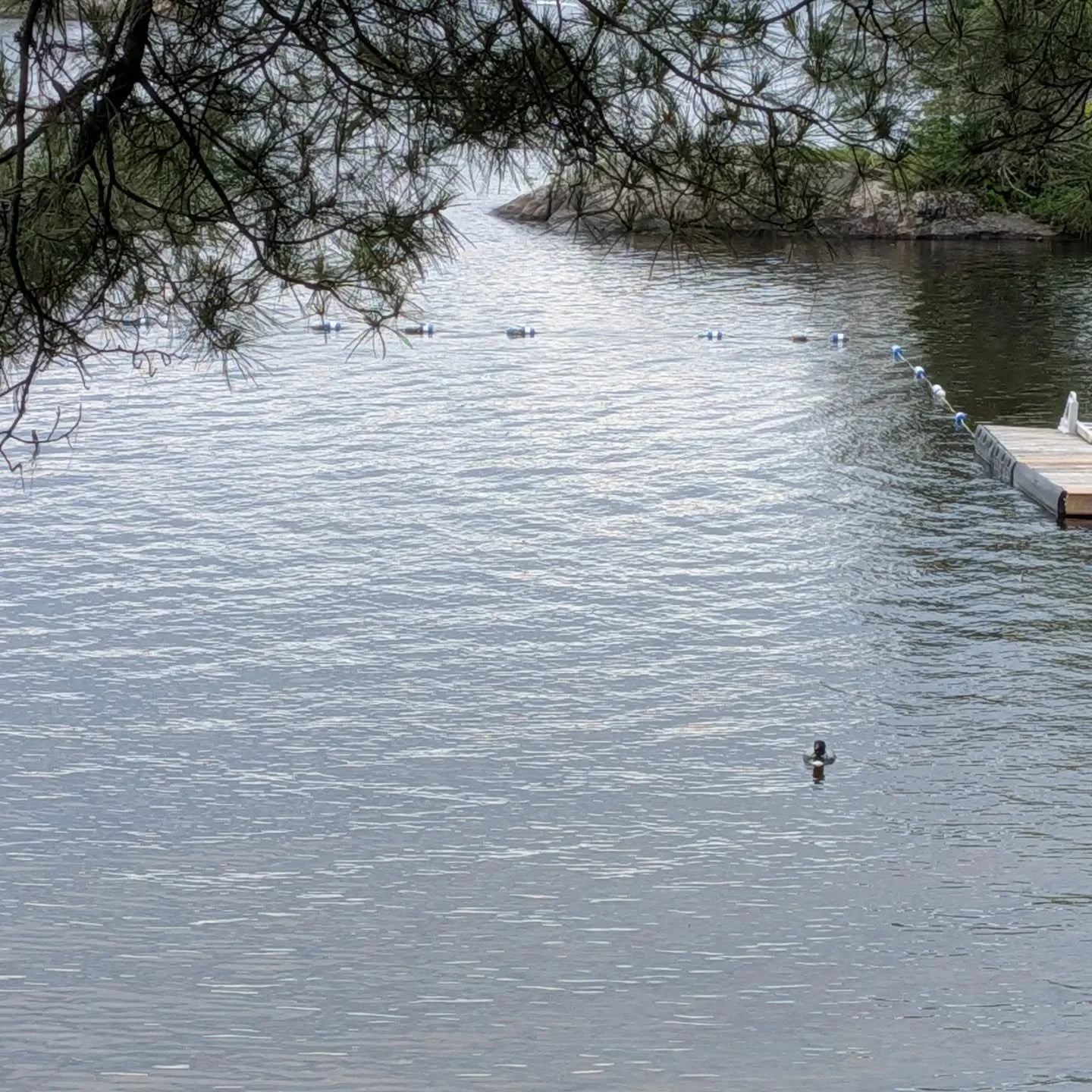 A loon enjoying a swim here at #islandviewtrailerpark