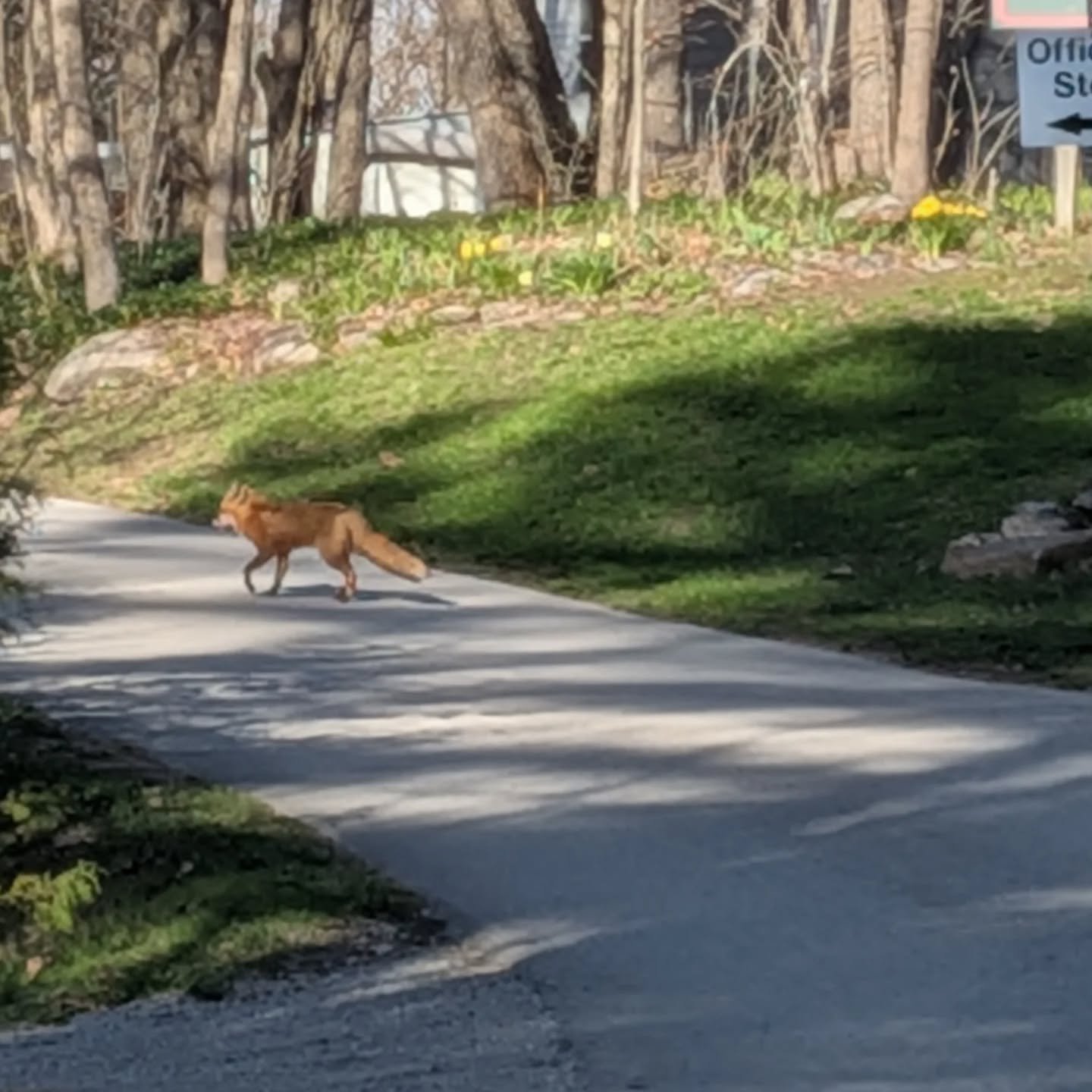 Fantastic Mr. Fox came for a visit today. #islandviewtrailerpark #campinginontario