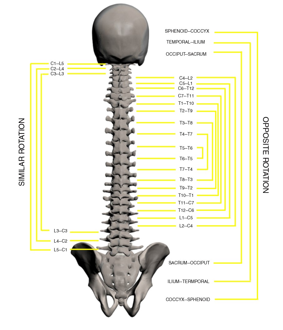Source: Neurosomatic Educators, INC