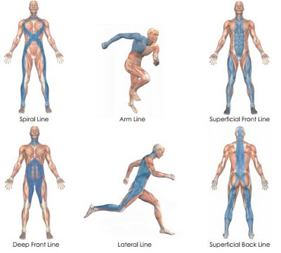 Myofascial Lines. Image from Anatomy Trains by Thomas Myers