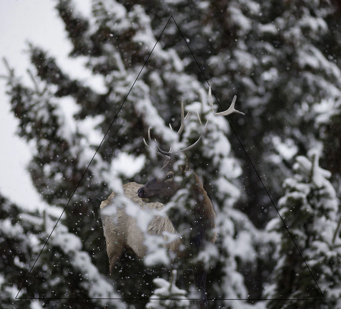 deer.jpg