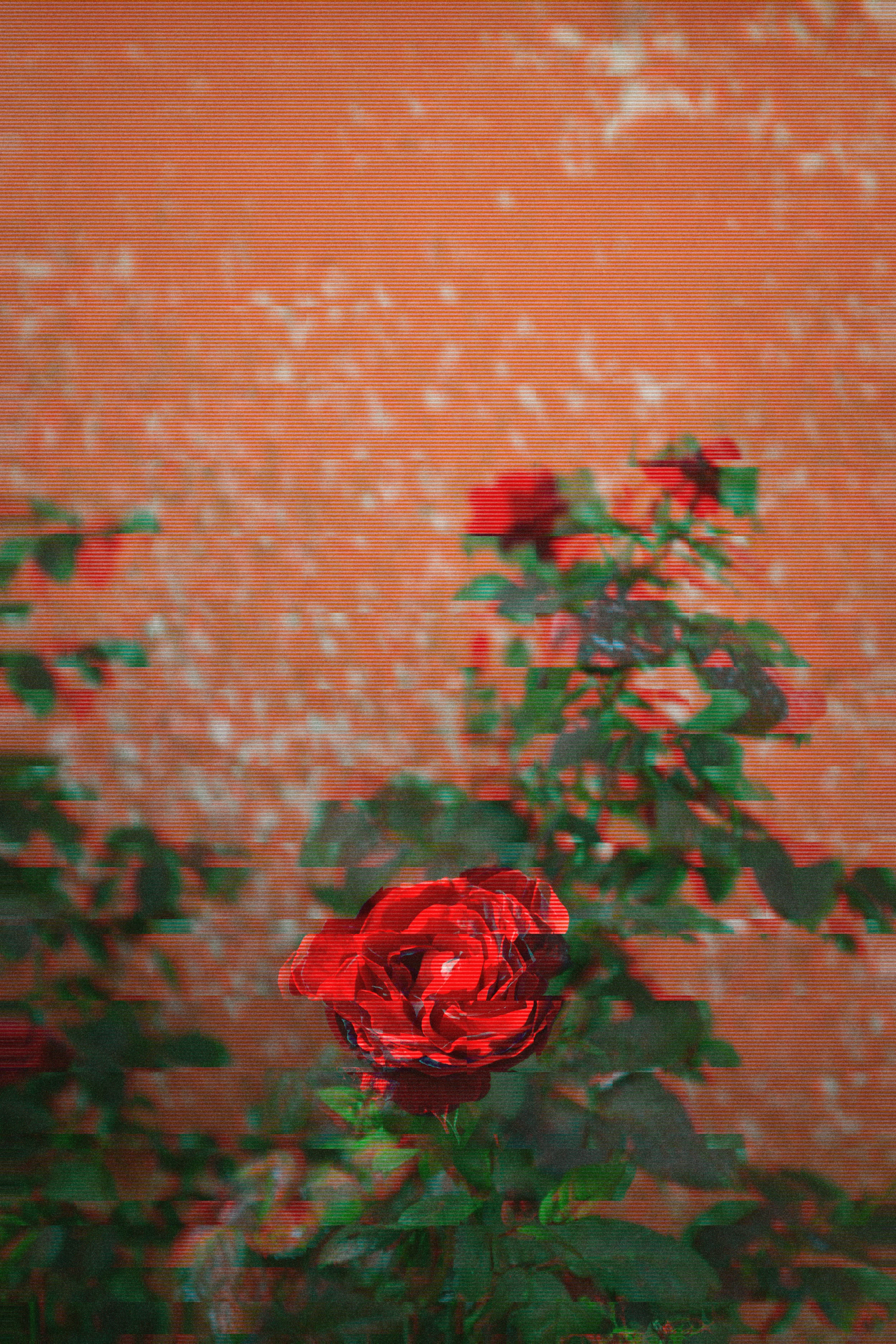 rose.jpg