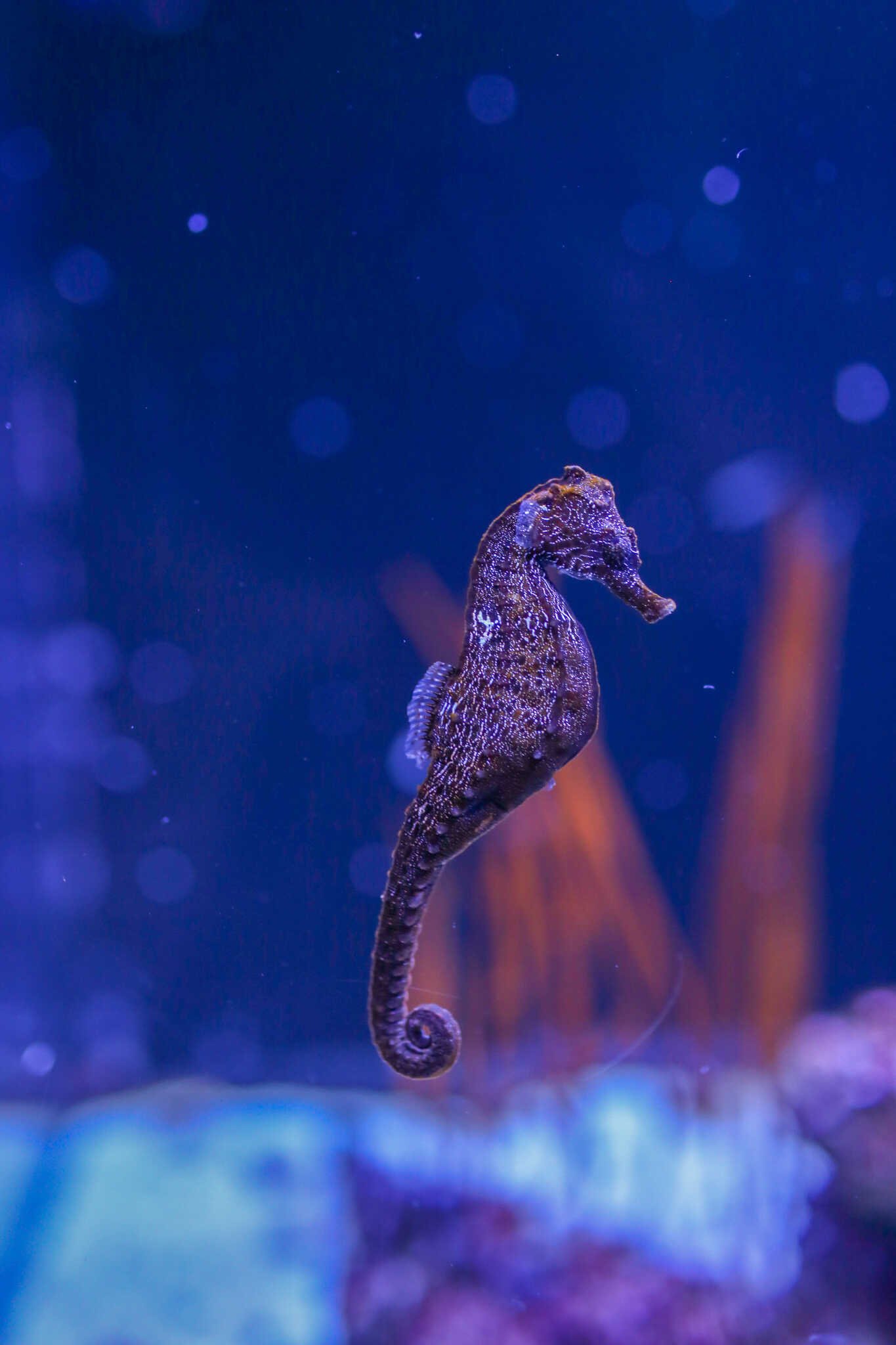 Weekend Guide to La Jolla - Seahorses inside the Birch Aquarium at Scripps.