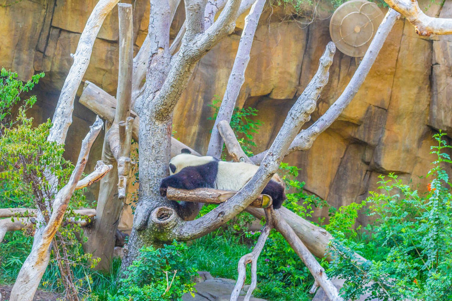 San Diego Zoo vs. Safari Park - Unfortunately the Giant Pandas have left the San Diego Zoo.