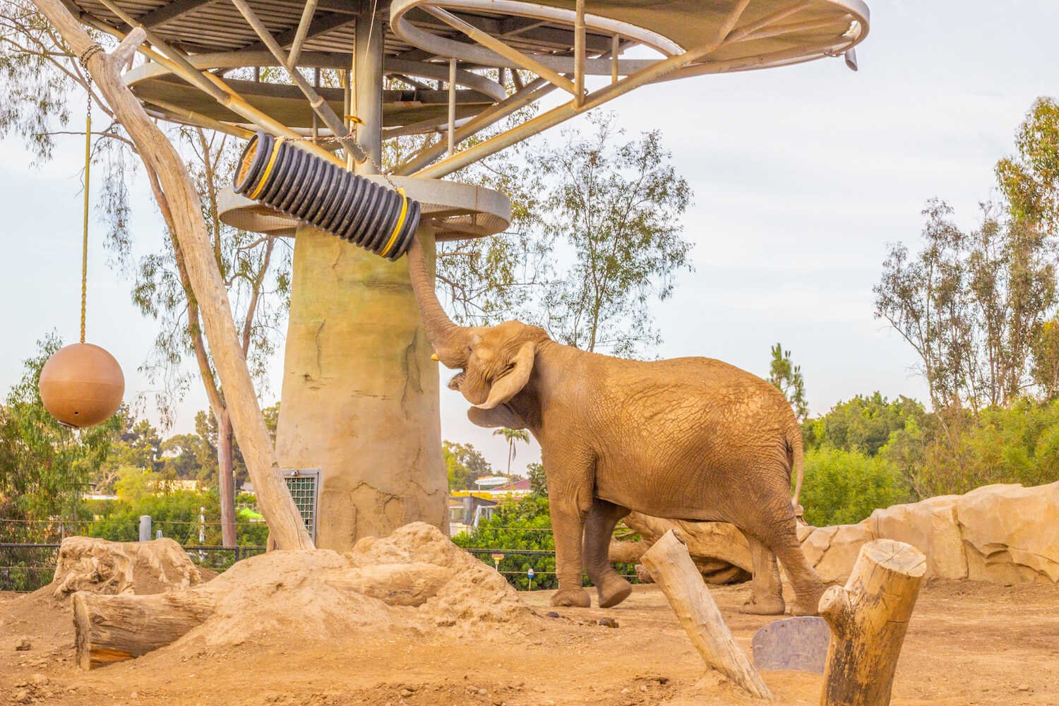 San Diego Zoo vs. Safari Park - Elephant Odyssey exhibit inside the San Diego Zoo.