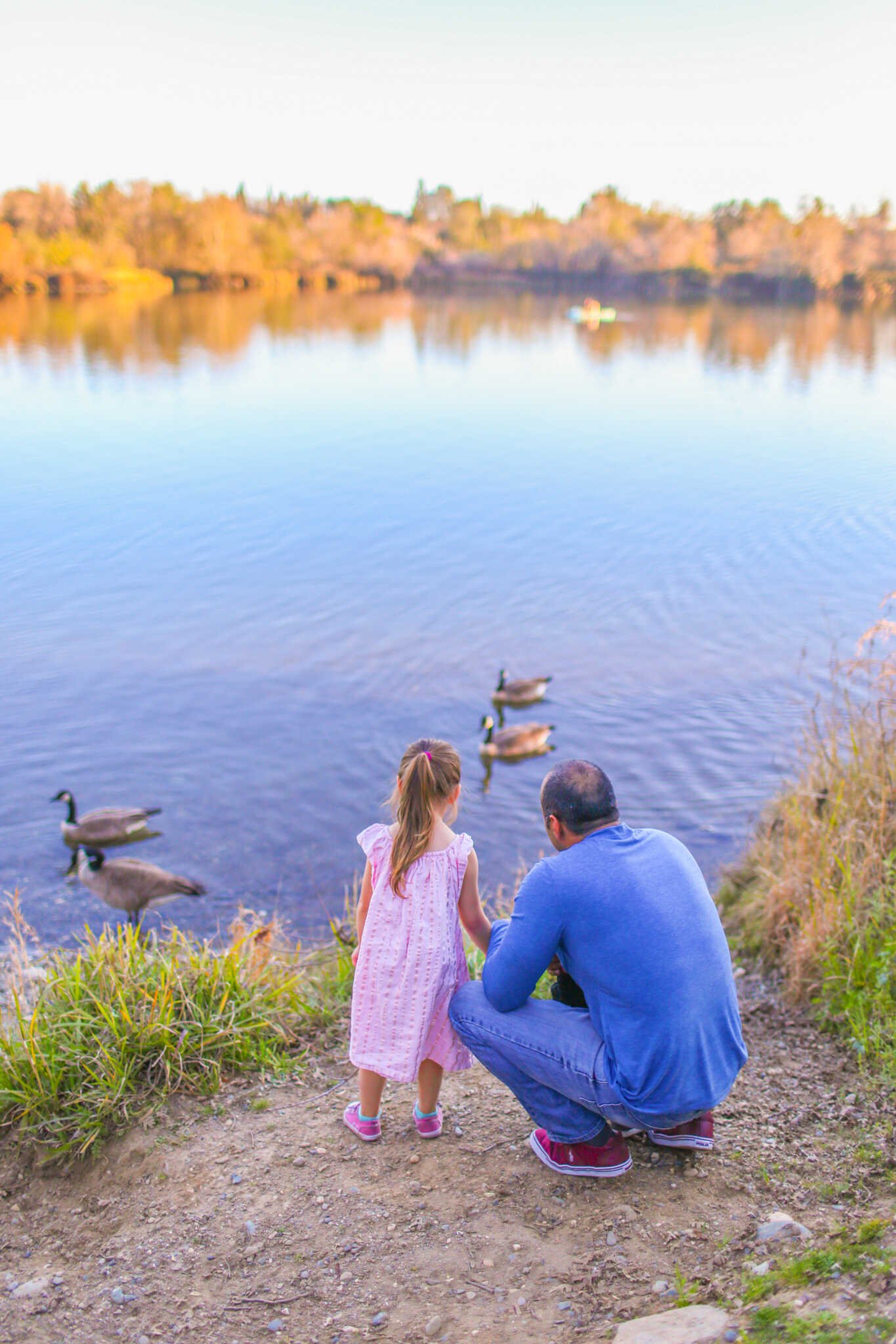 Family Travel Guide to Folsom California - Watching the geese swim at Black Miners Bar Folsom State Recreation park.