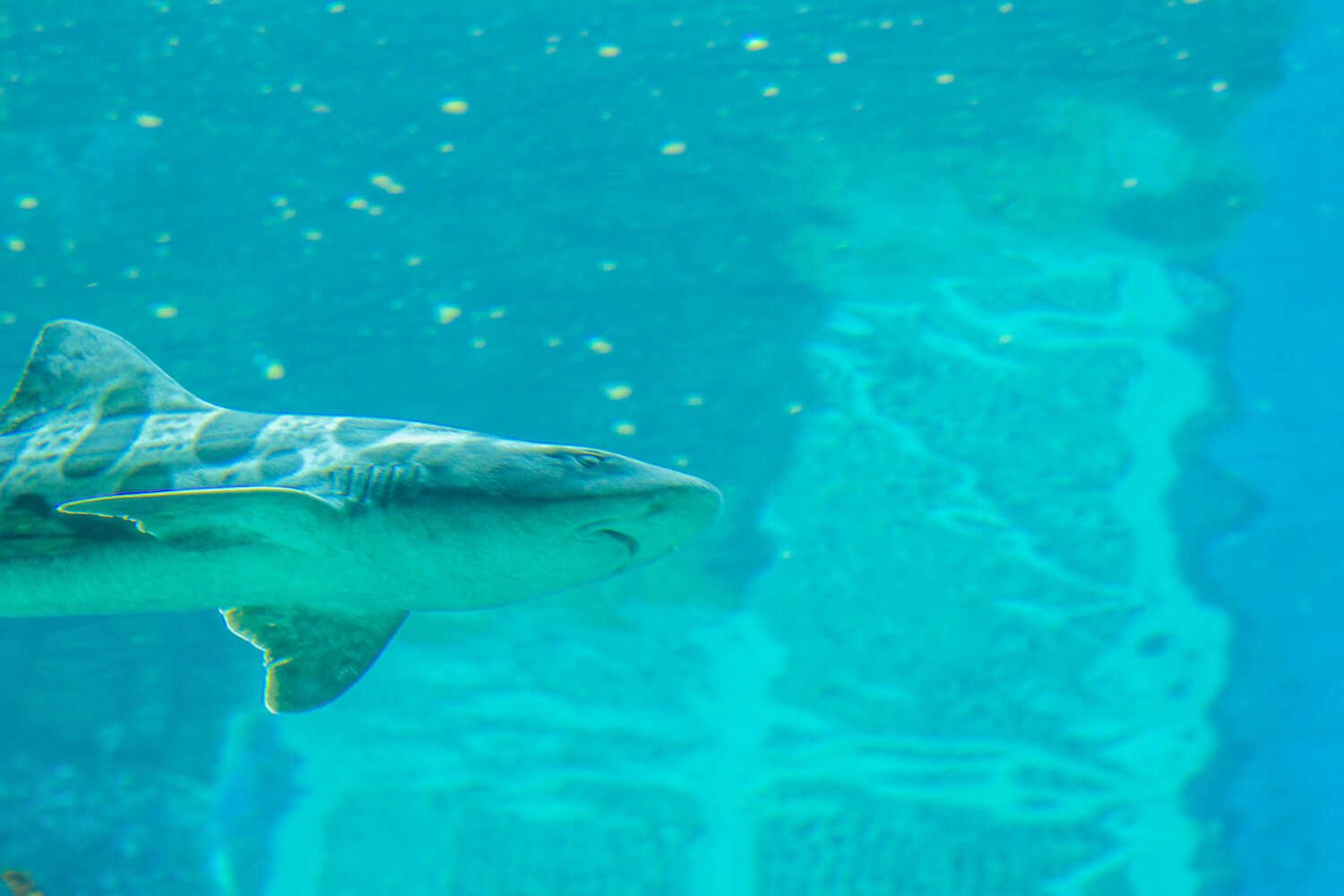 San Diego Zoo vs. Safari Park - Leopard Sharks inside the Africa Rocks exhibit in the San Diego Zoo.