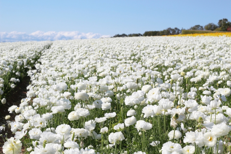 Instagram Guide to the Carlsbad Flower Fields