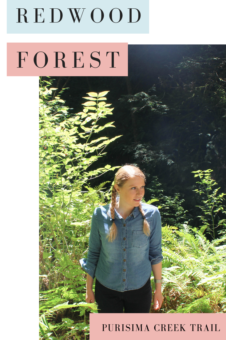 Gennifer Rose_Redwood Forest.png