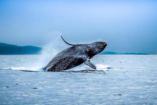 San Francisco Golden Gate Whale-Watching Tour.jpg