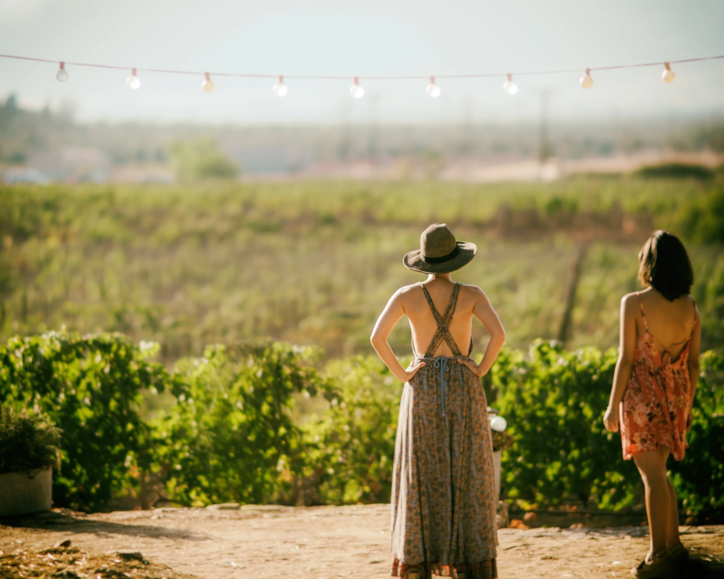 Private Sonoma and Napa Wine Tour from San Francisco.jpg