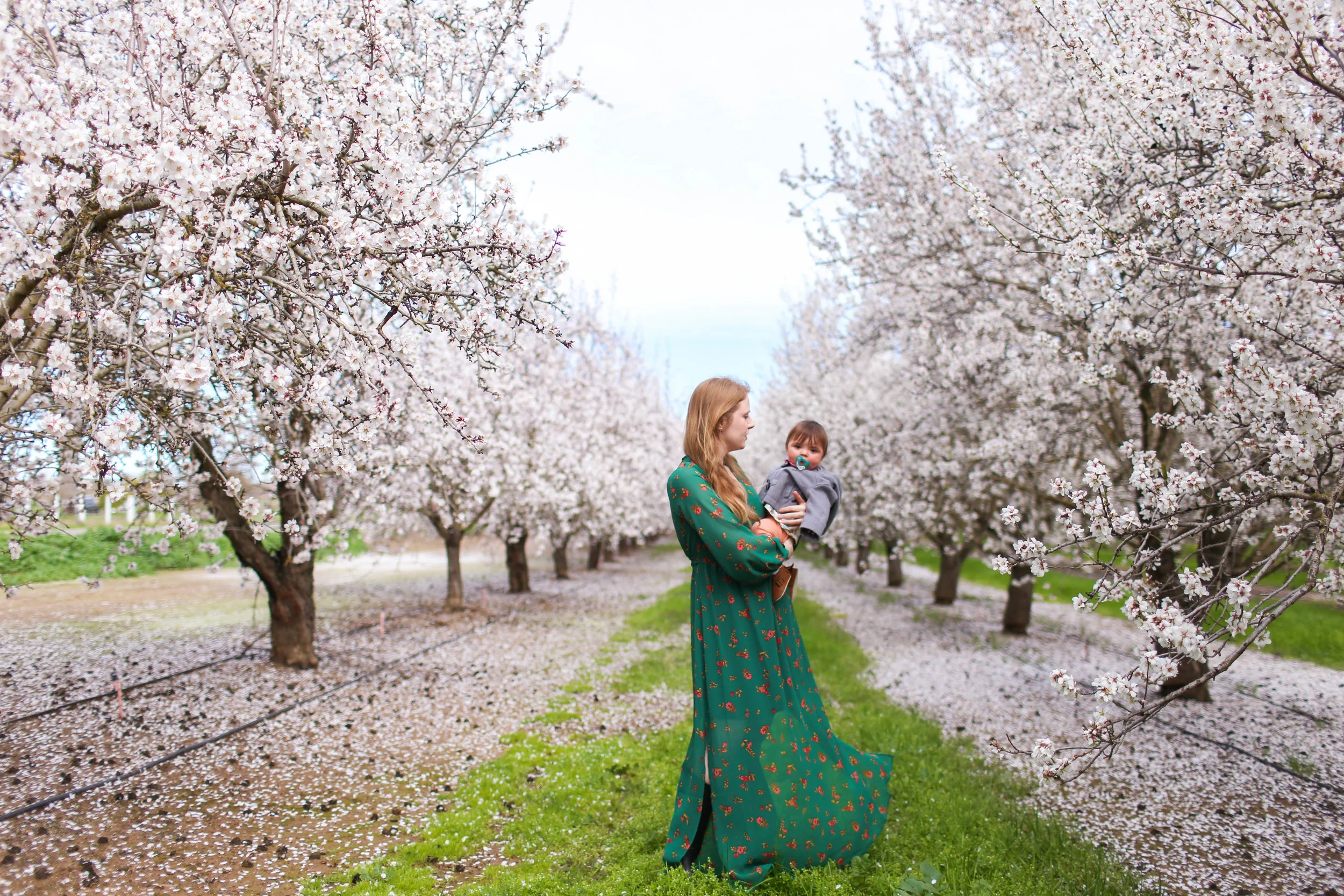 Where to Find Blooming Almond Orchards in Northern California