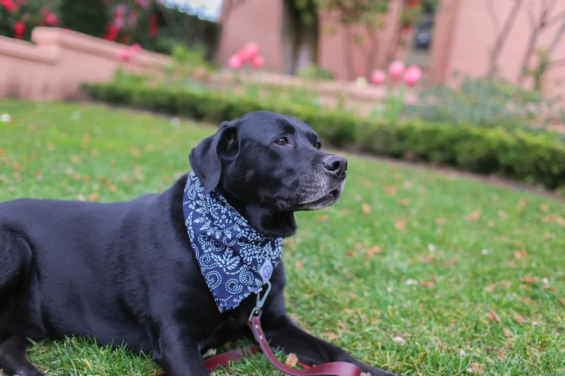 How to Adopt a Dog When You Have Small Children