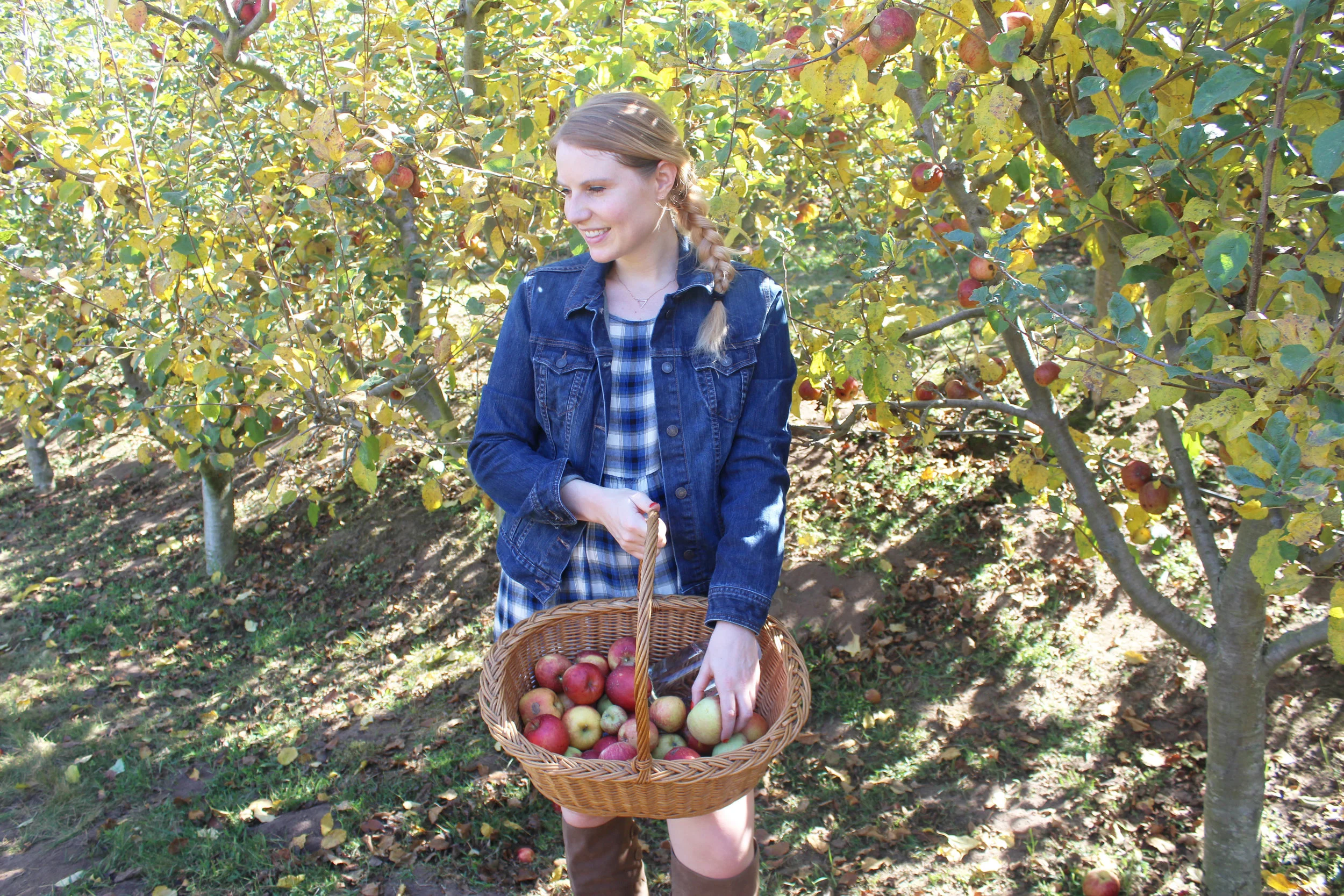 Where to Go Apple Picking in California
