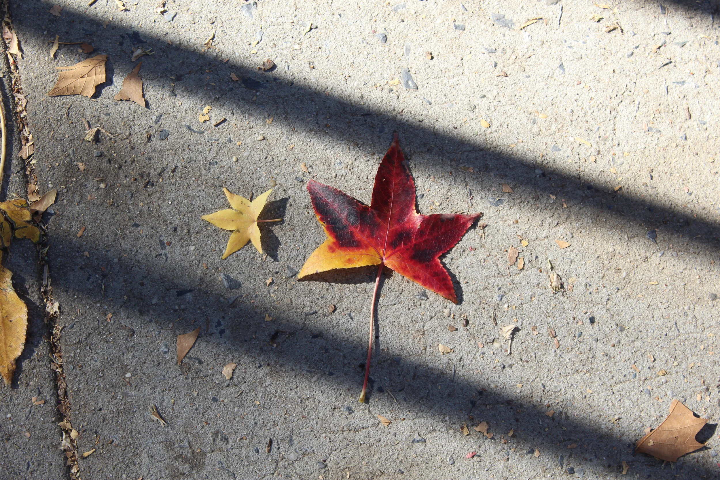 NYC Fall Foliage + The Autumn Bucket List