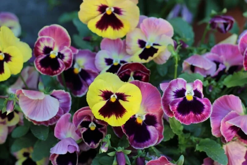 A Day at Filoli - A Hidden Gem in Woodside, California