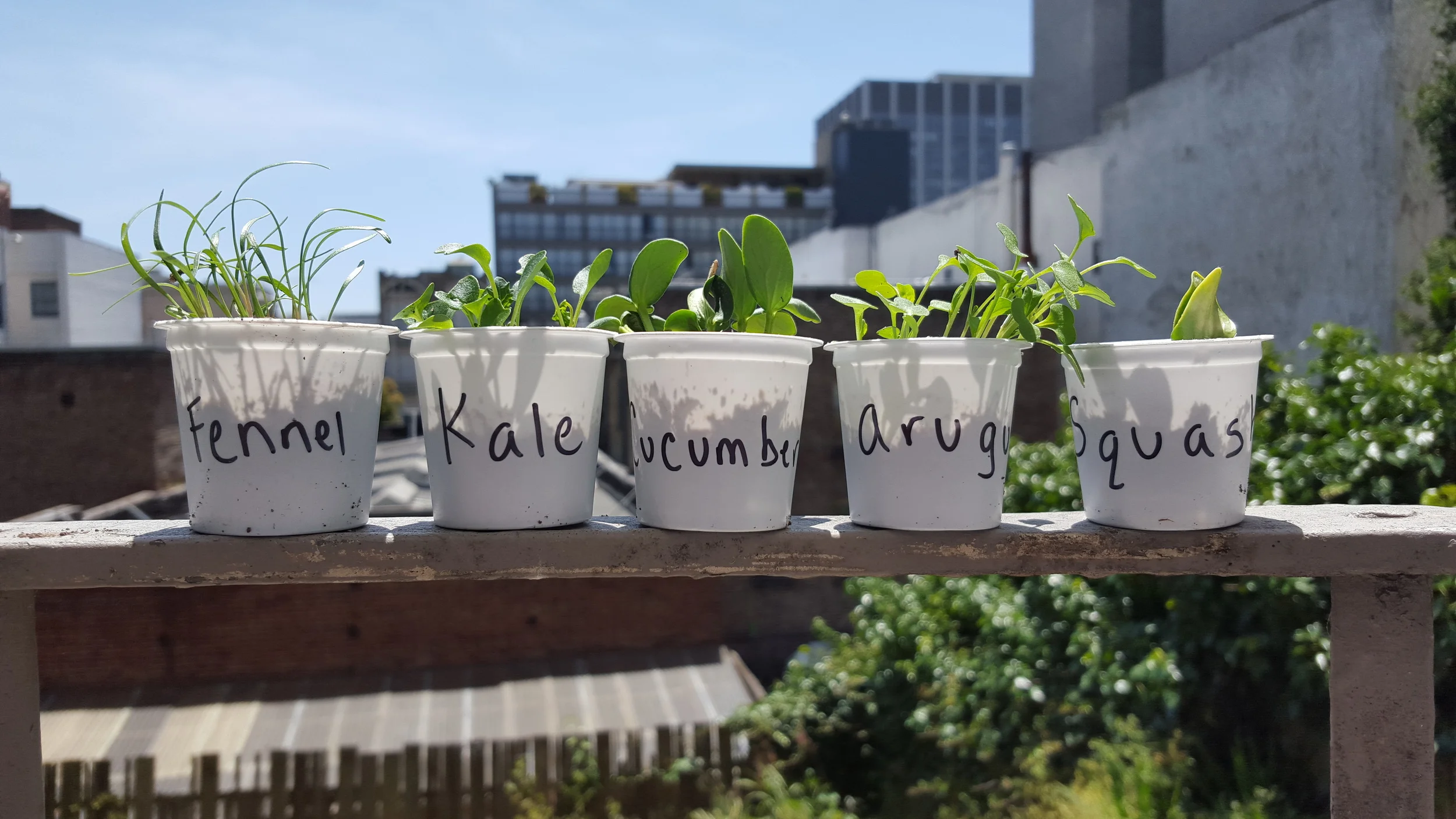 Reuse K-Cups for Your Garden