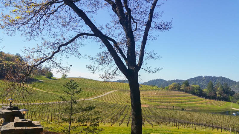 Mountain vineyard views of Pride Mountain Winery.