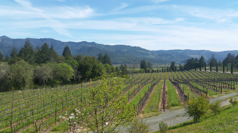 Hillside vineyards surrounding Castello di Amorosa Castle Winery.