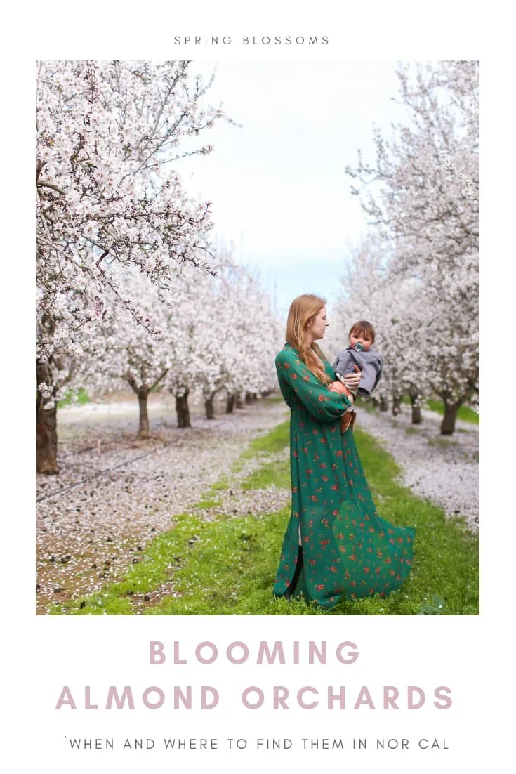 Where to Find Blooming Almond Orchards | Gennifer Rose