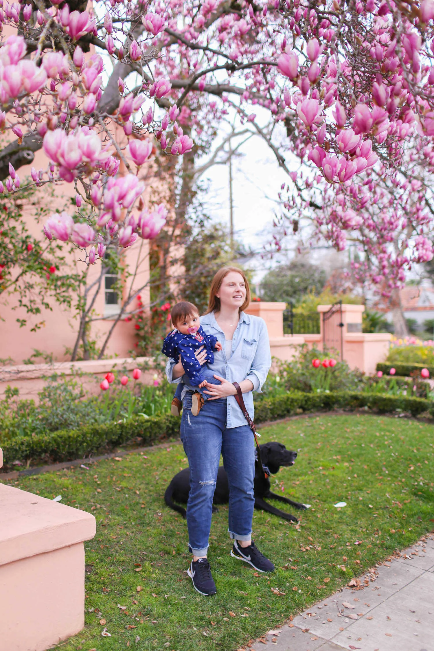 Pink blooming magnolia trees in Sacramento.