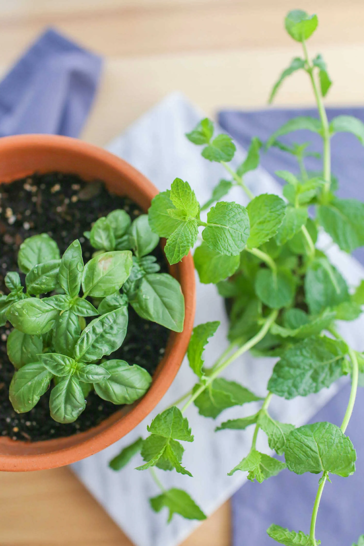 Fresh basil and mint herb plants.