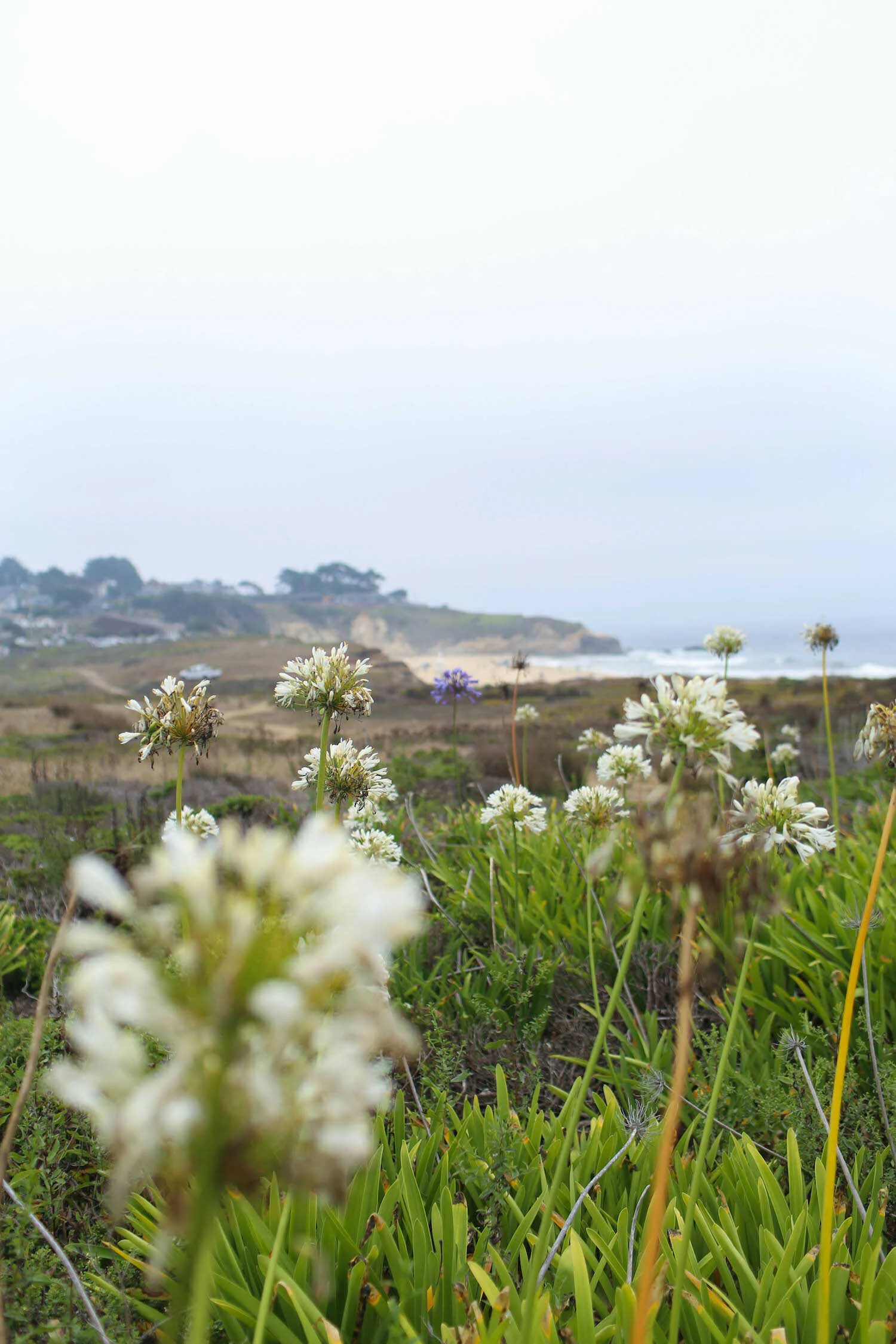 Instagrammable Places In Half Moon Bay California