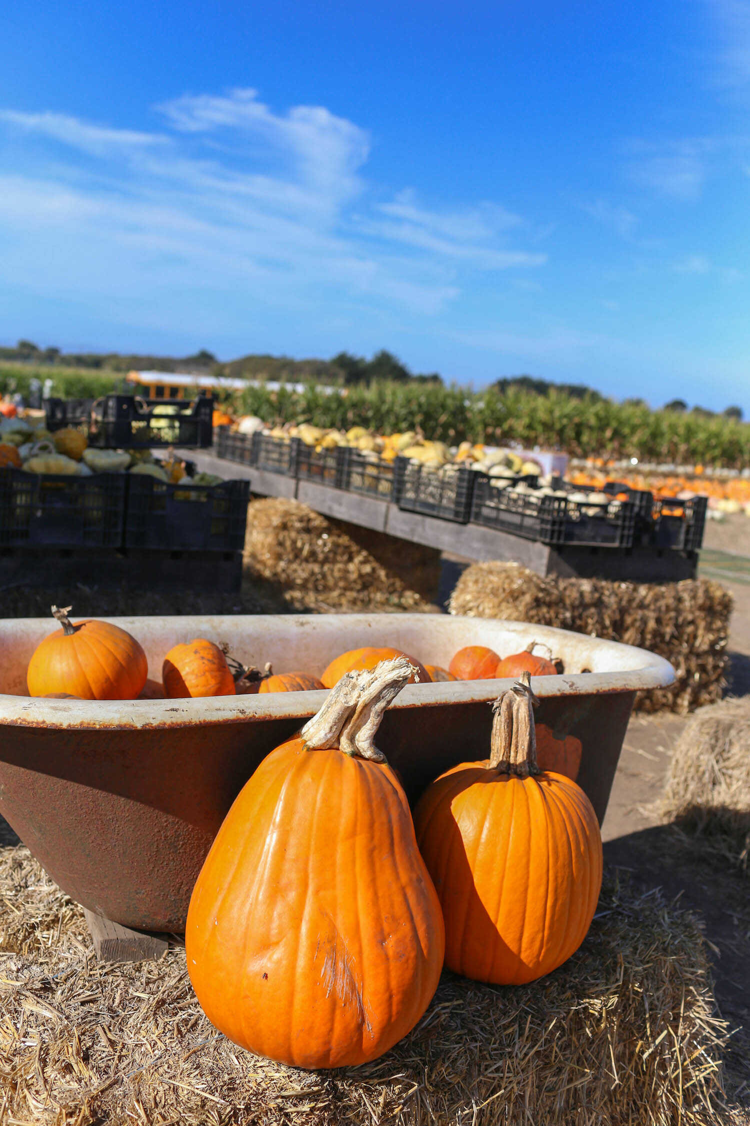 Best Pumpkin Patches and Farms for Photos in Half Moon Bay